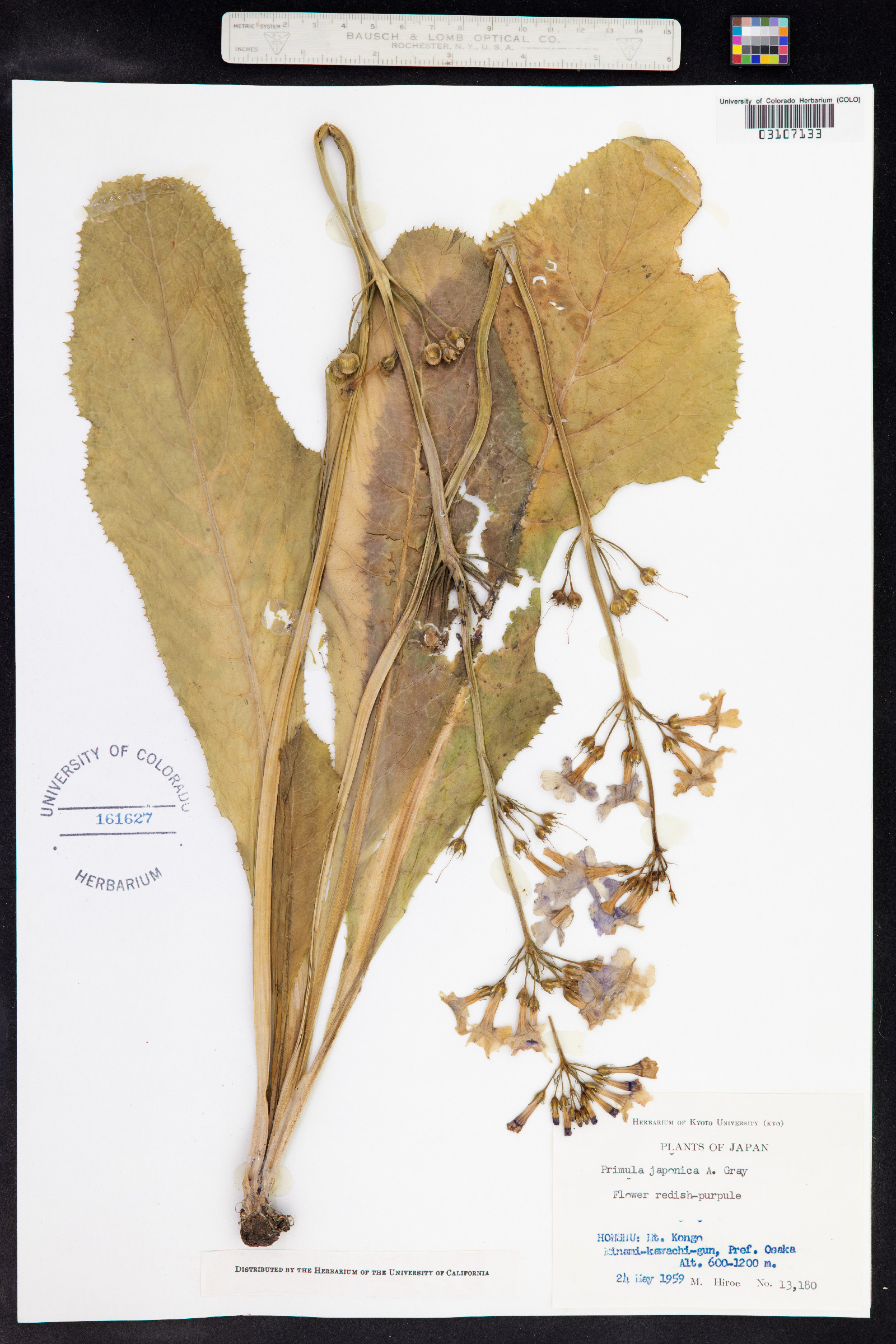 Primula japonica image