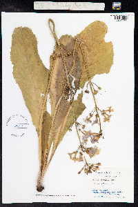 Image of Primula japonica