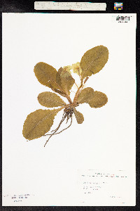 Primula vulgaris image