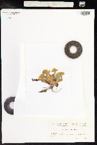 Primula vulgaris image