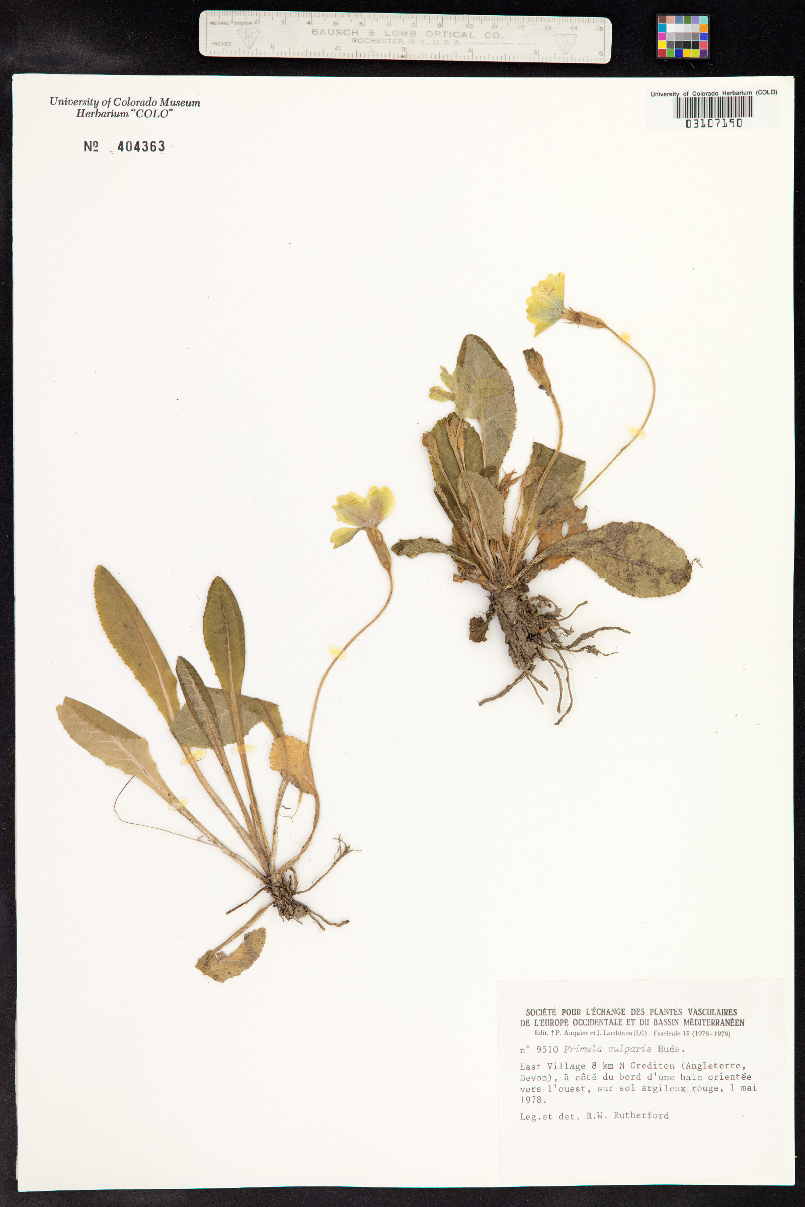 Primula vulgaris image