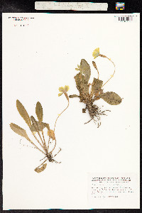 Primula vulgaris image