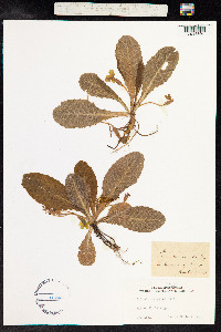 Primula vulgaris image