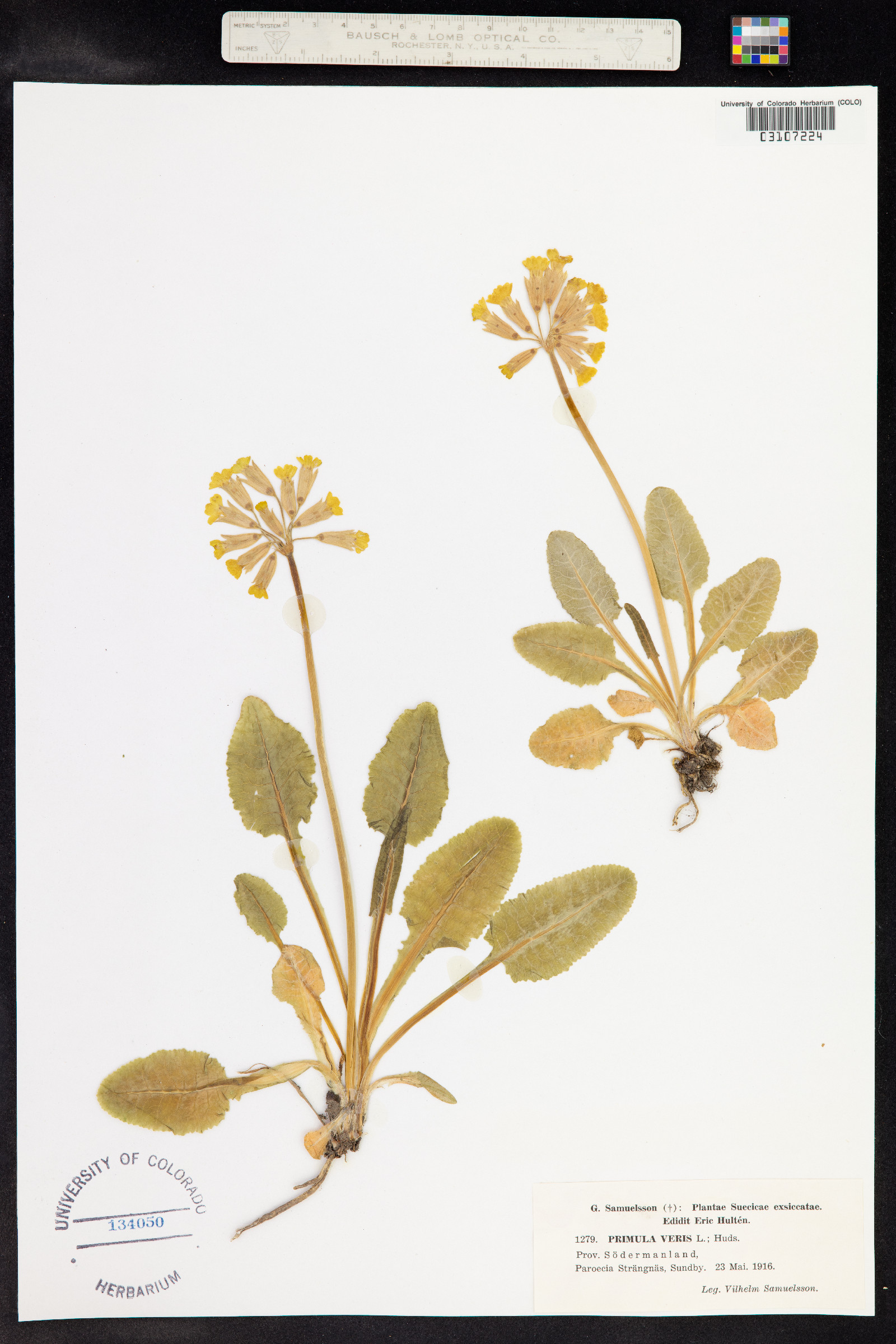 Primula veris image
