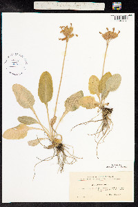 Primula veris image