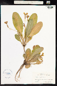 Primula vulgaris image