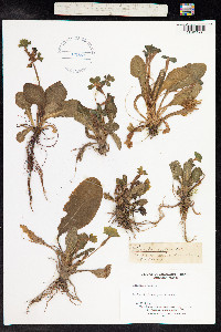 Primula vulgaris image