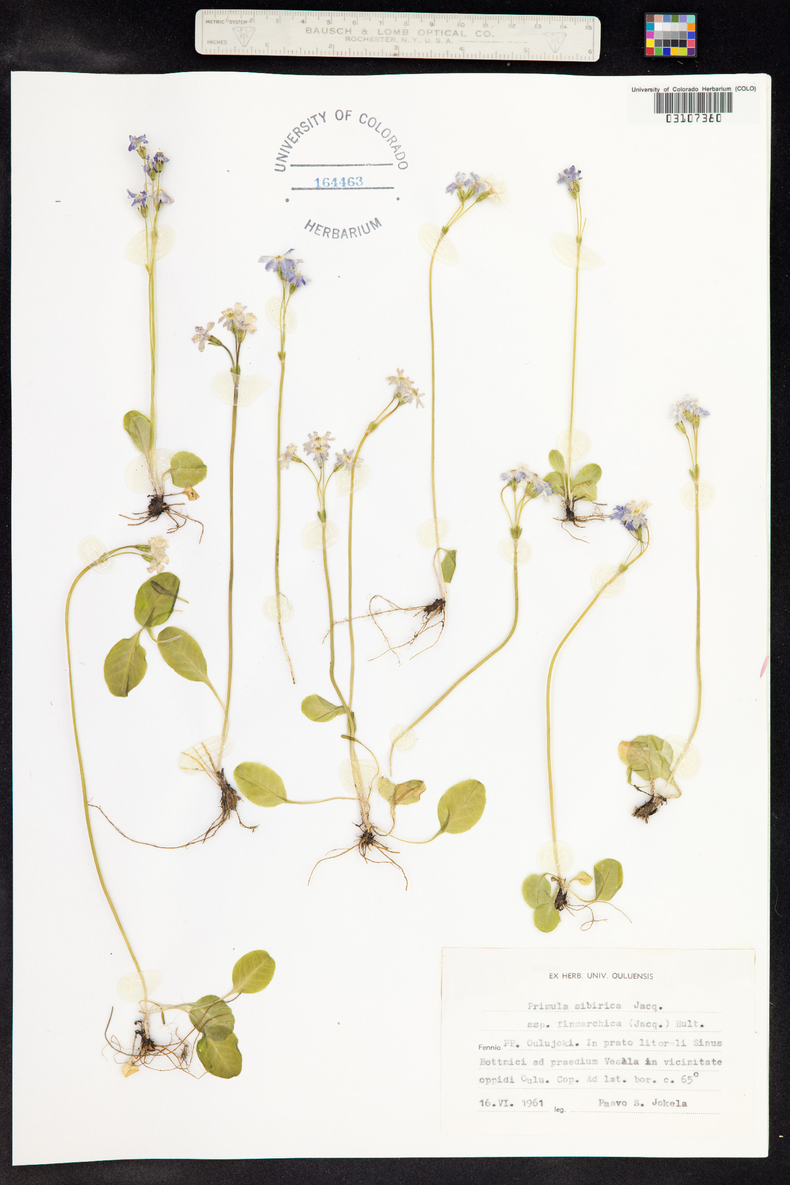 Primula nutans image