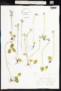 Primula nutans image