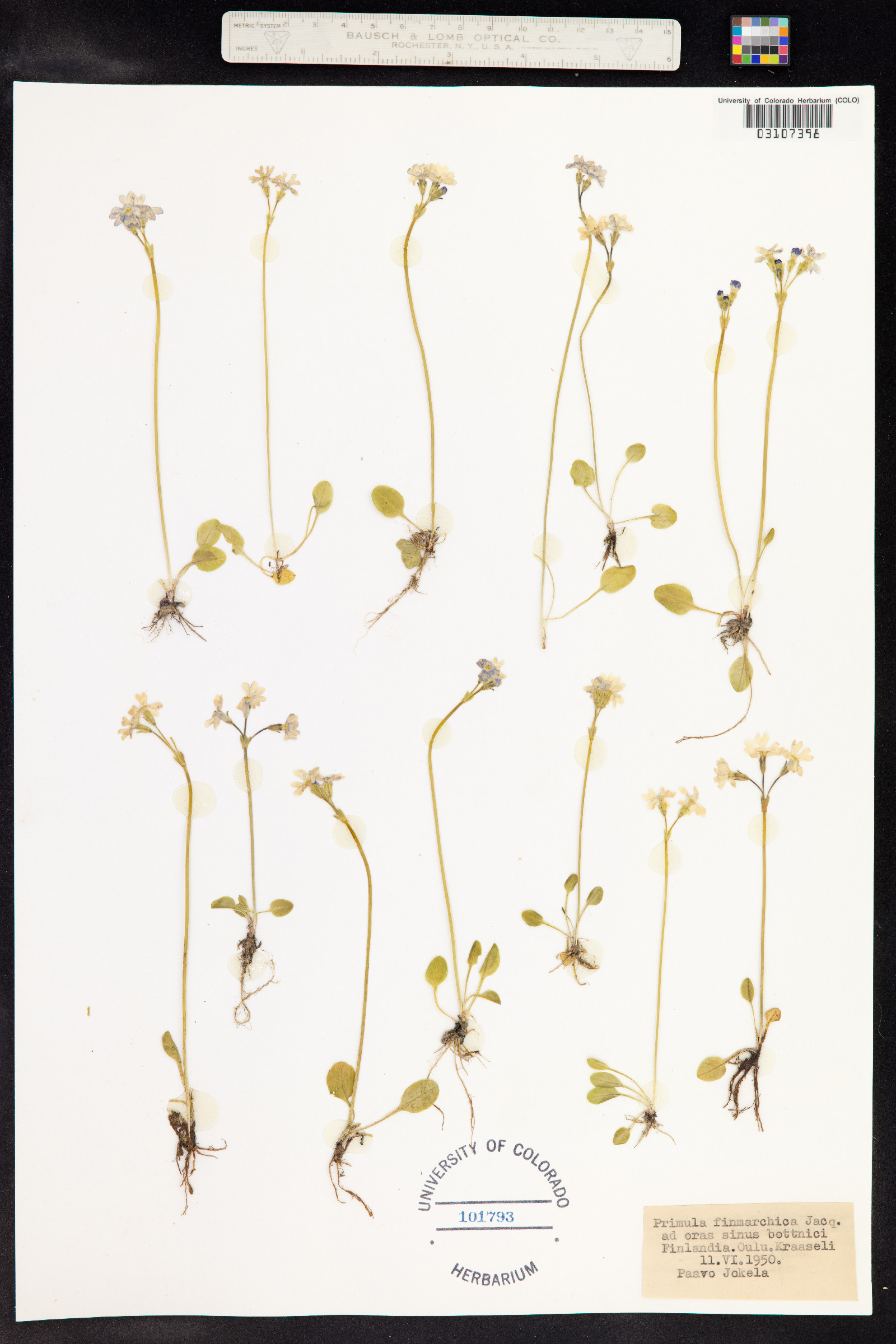 Primula nutans image