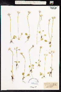 Primula nutans image