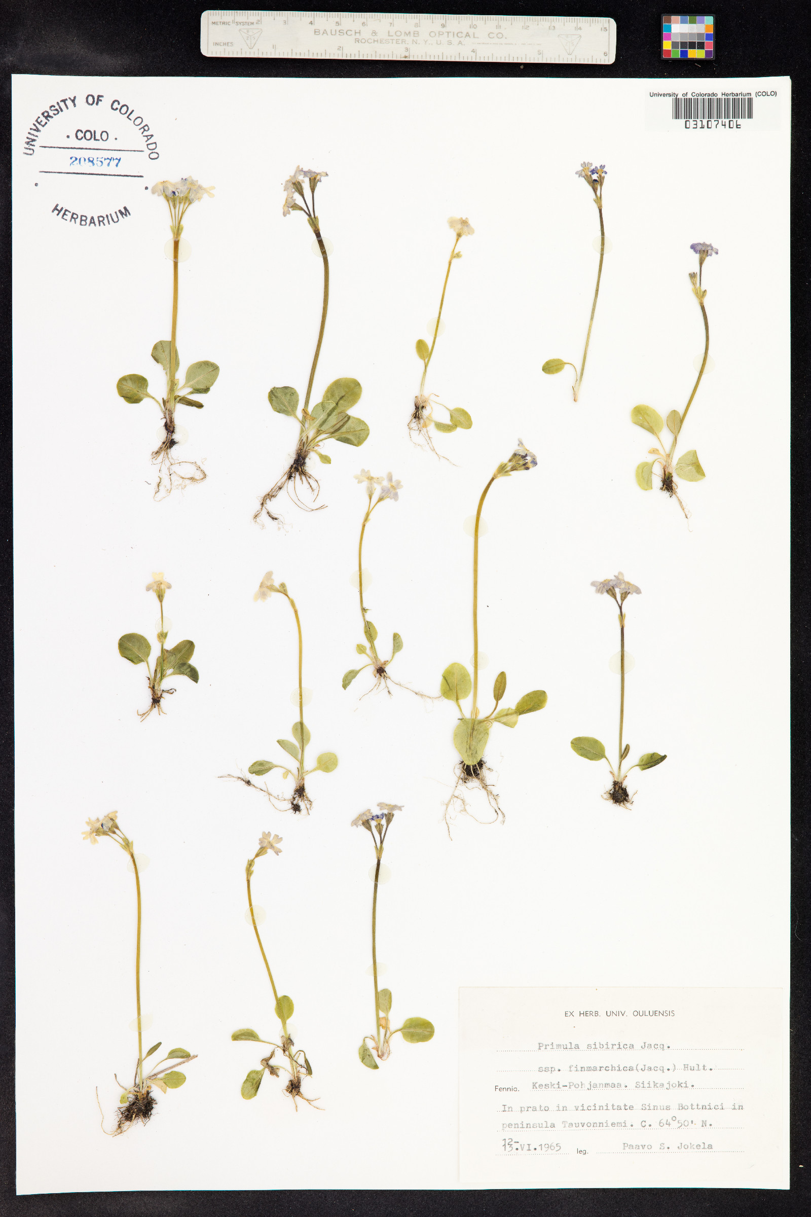 Primula nutans image