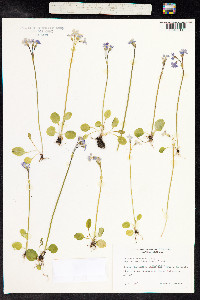 Primula nutans image