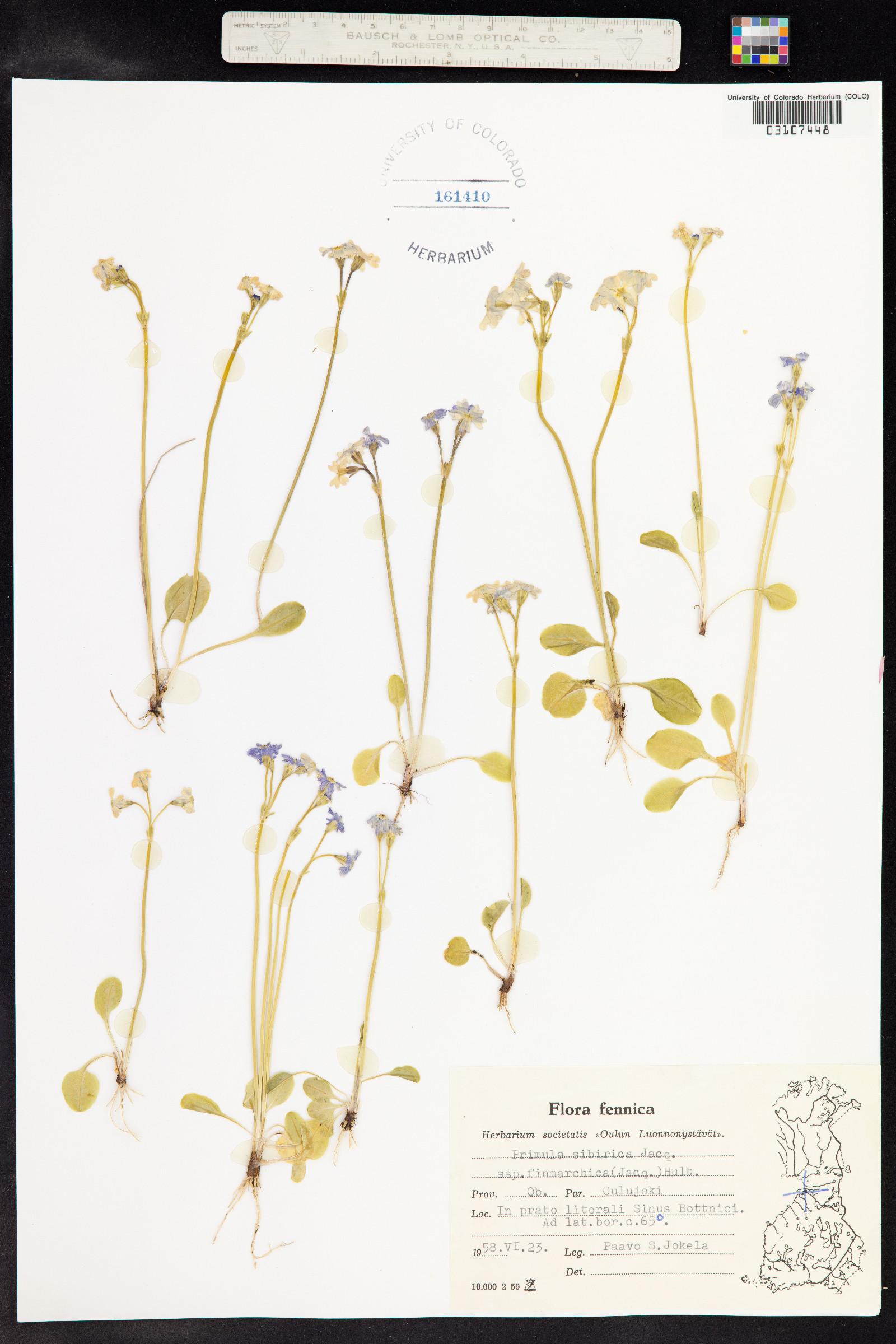 Primula nutans image