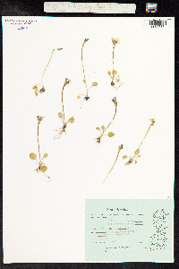 Primula nutans image