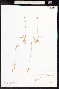Primula nutans image