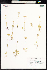 Primula nutans image