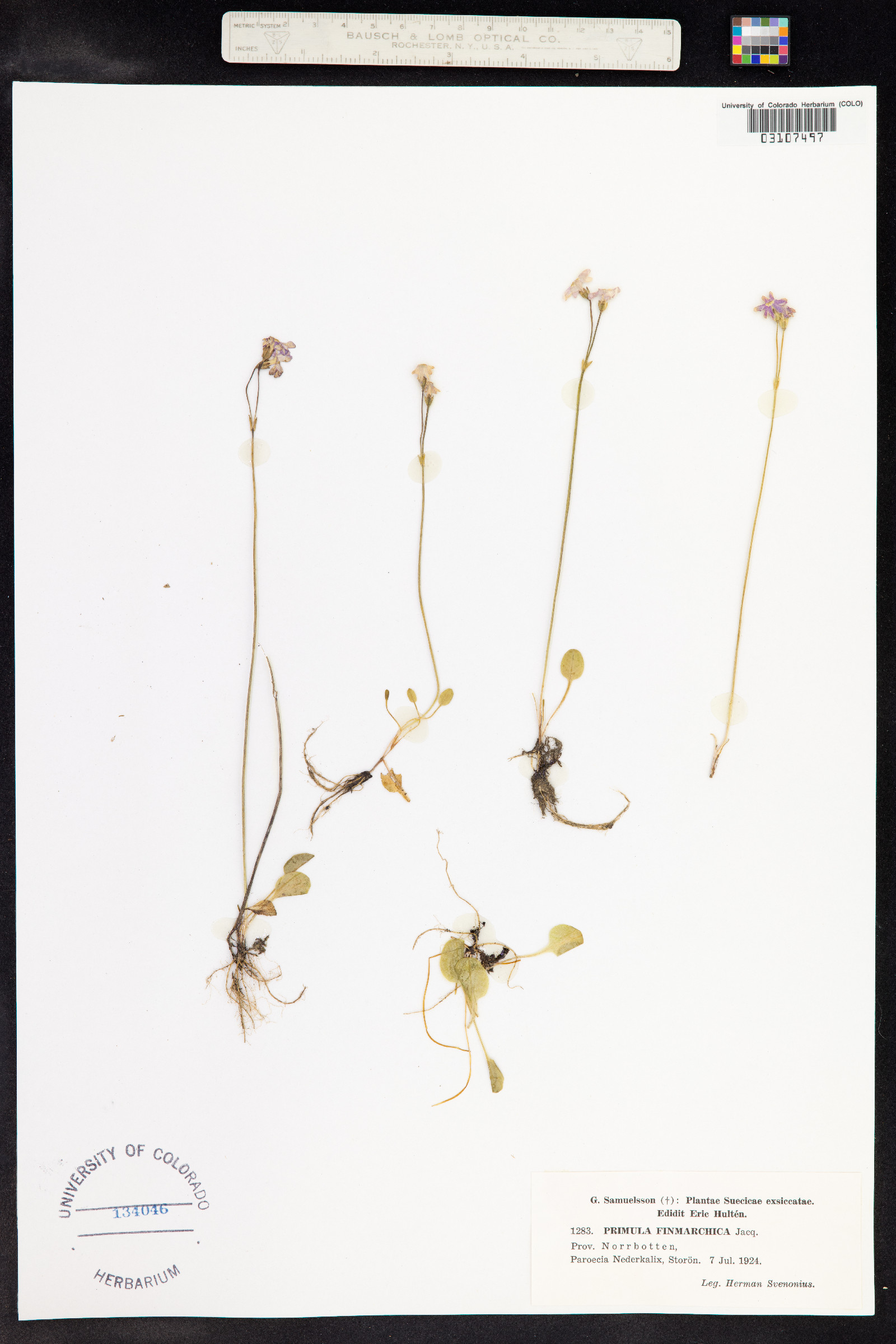 Primula nutans image