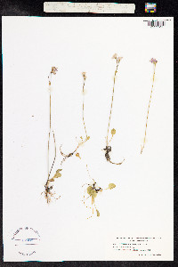 Primula nutans image