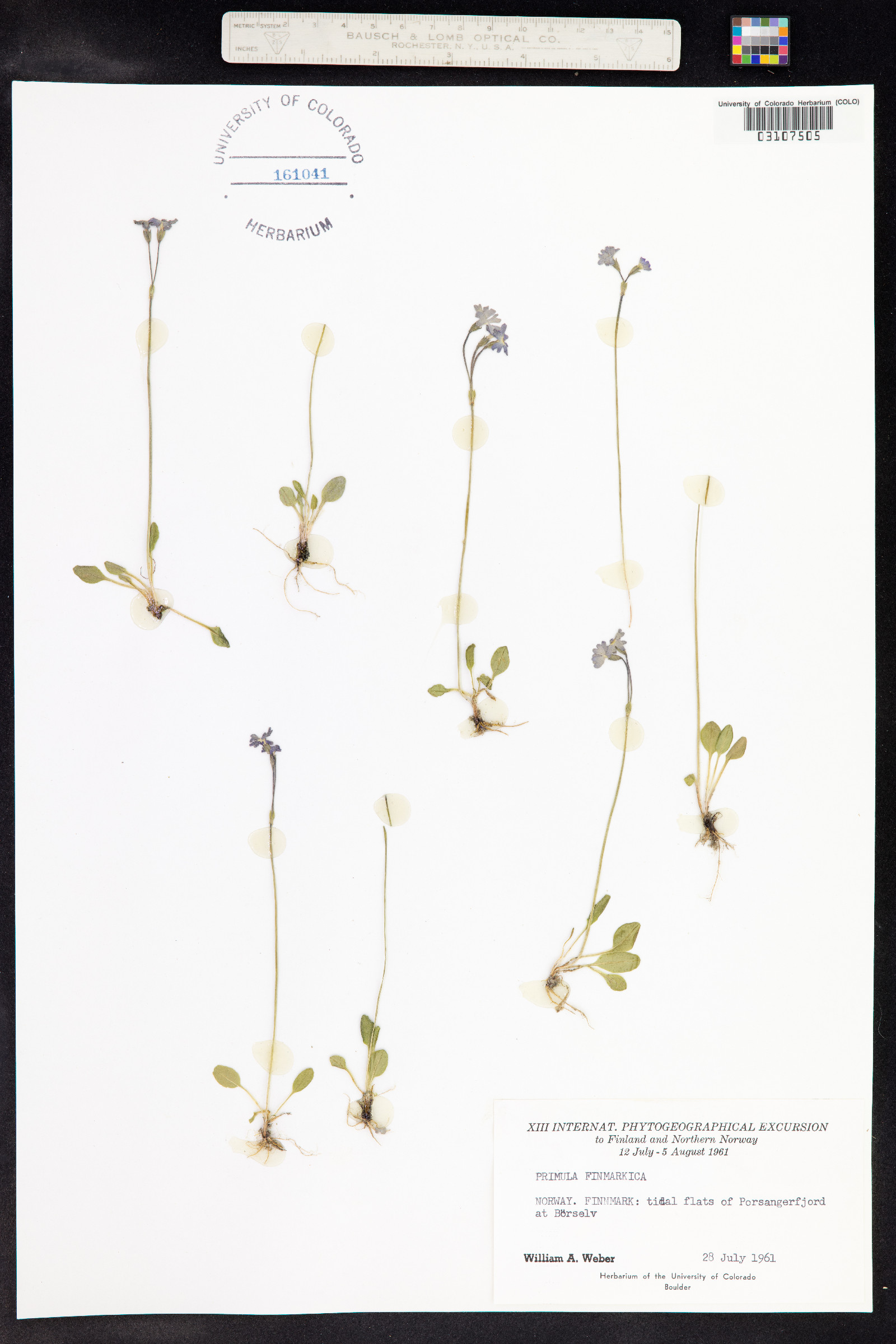 Primula nutans image