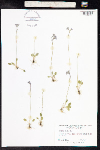 Primula nutans image