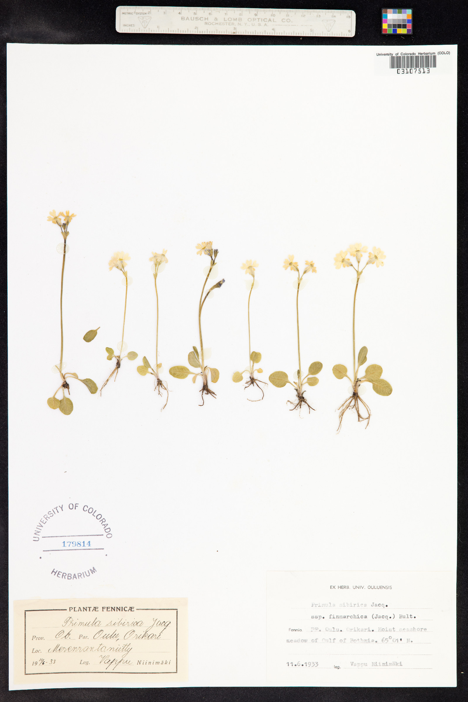 Primula nutans image