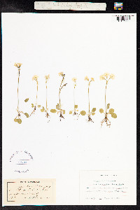 Primula nutans image