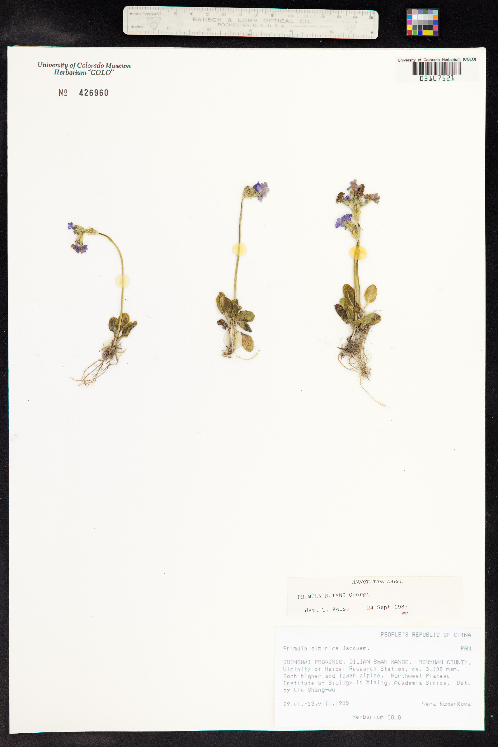 Primula nutans image