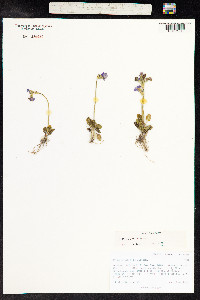 Primula nutans image