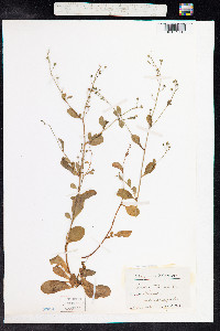 Samolus valerandi image