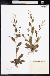 Samolus valerandi image