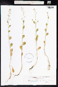 Samolus valerandi image