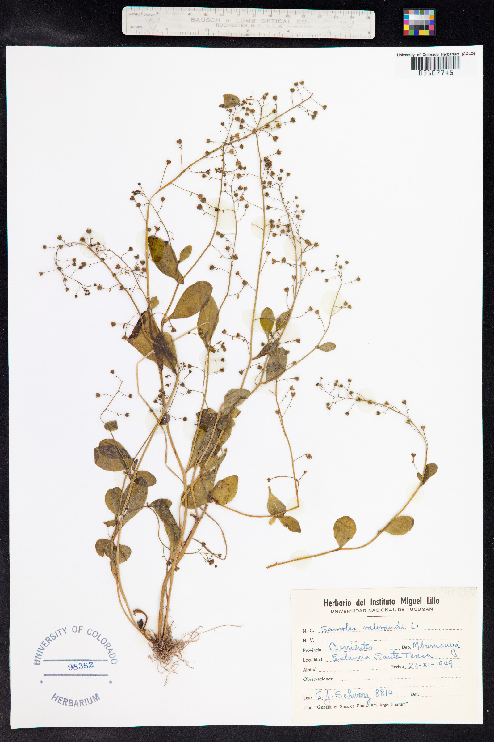 Samolus valerandi image