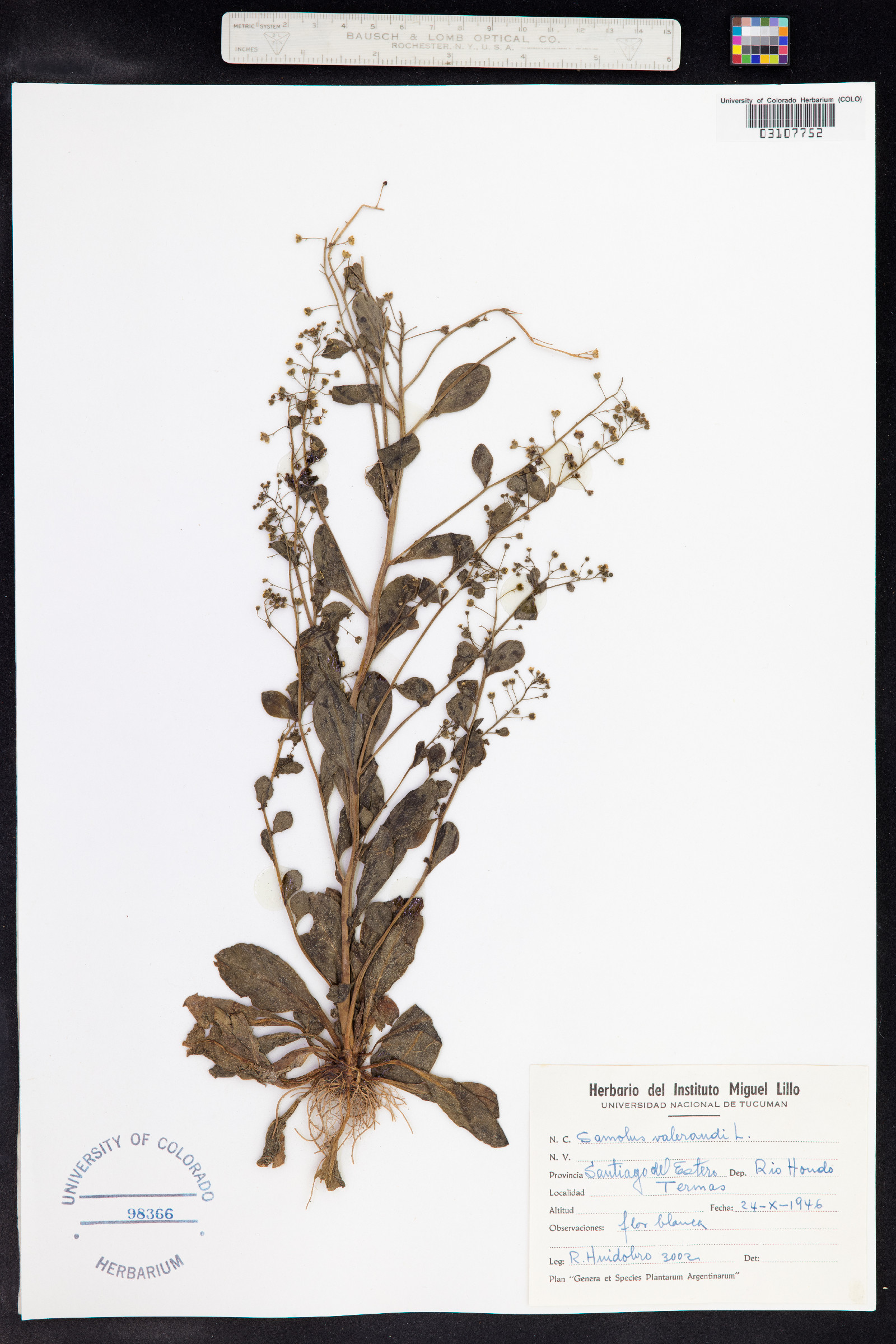 Samolus valerandi image