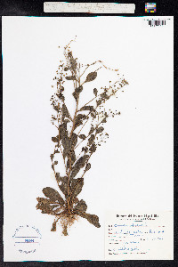 Samolus valerandi image