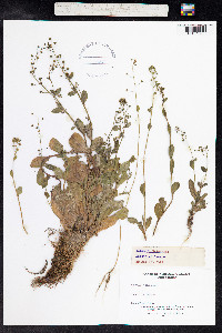 Samolus valerandi image