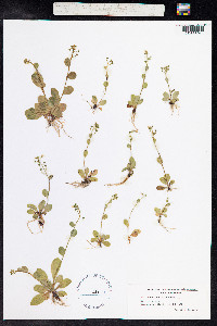 Samolus valerandi image