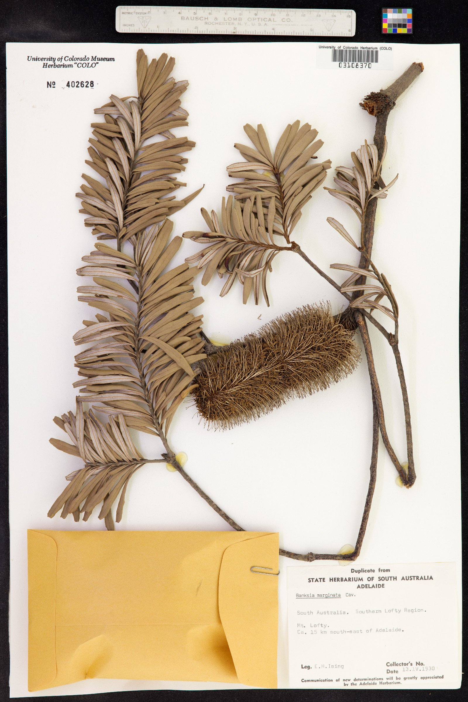 Banksia marginata image