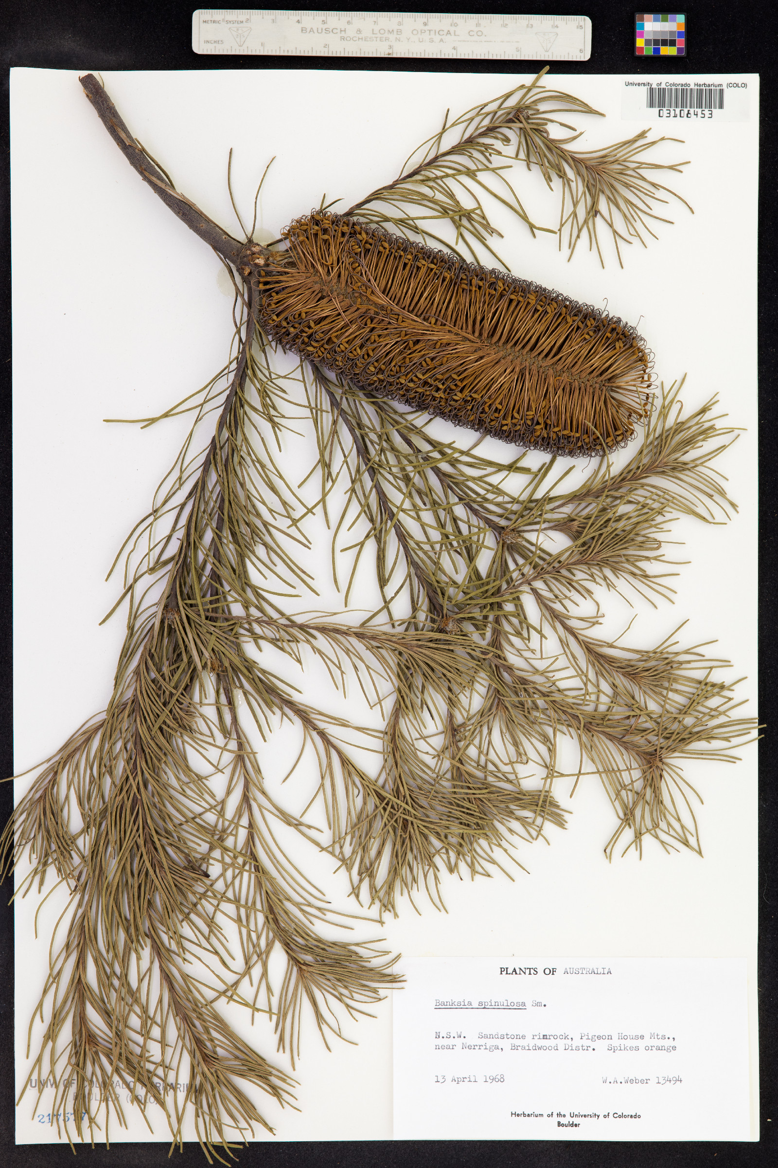 Banksia spinulosa image