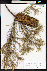 Banksia spinulosa image