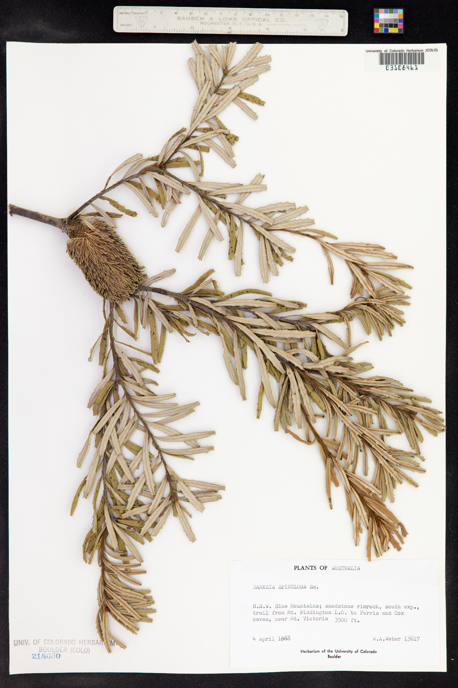 Banksia spinulosa image