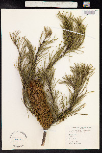 Image of Banksia spinulosa