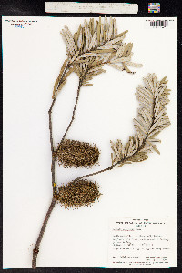 Banksia marginata image