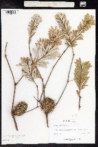 Banksia marginata image