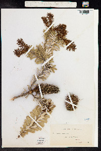Banksia marginata image