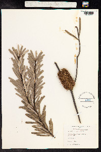 Banksia marginata image