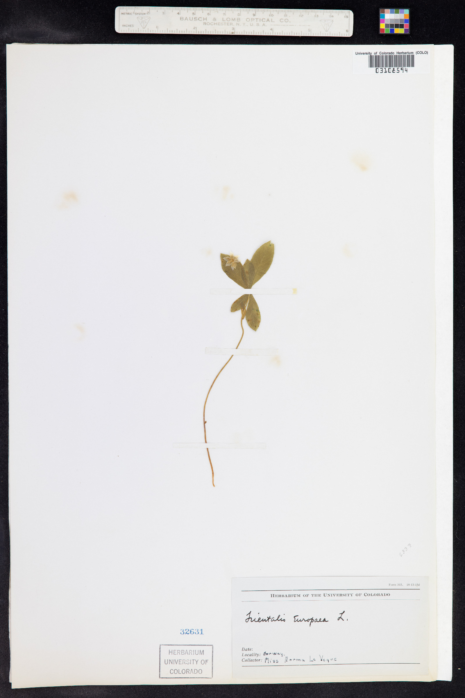 Trientalis europaea image