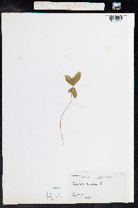 Trientalis europaea image