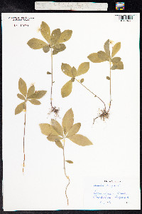 Trientalis europaea image