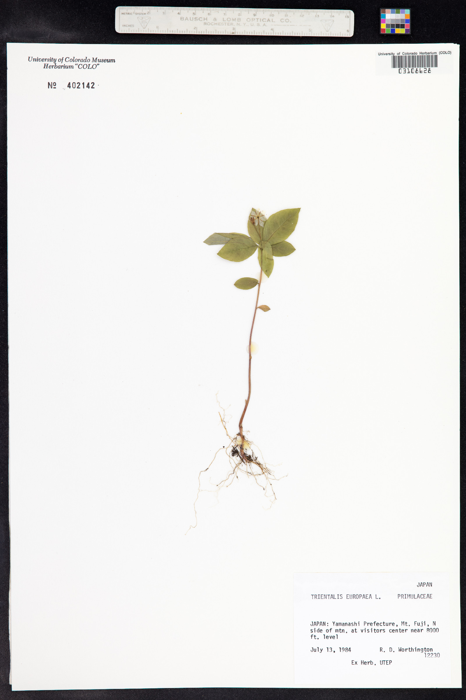 Trientalis europaea image